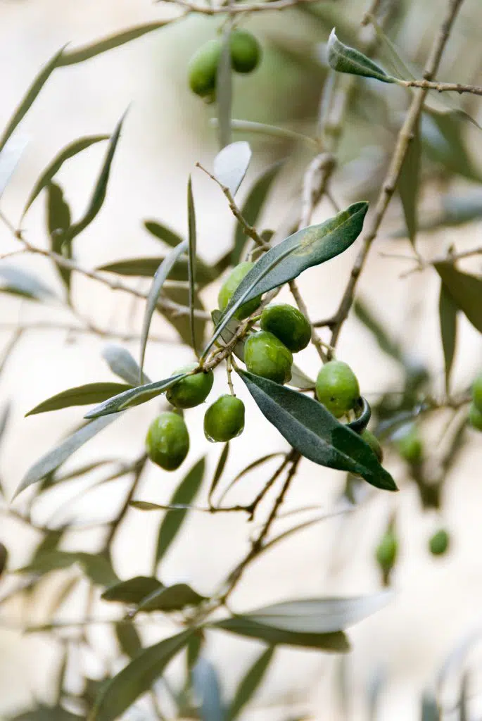 olives de la drome provencale